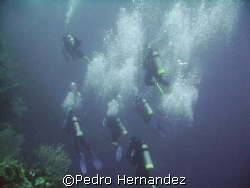 Divers at parguera Wall,Parguera ,Puerto Rico by Pedro Hernandez 
